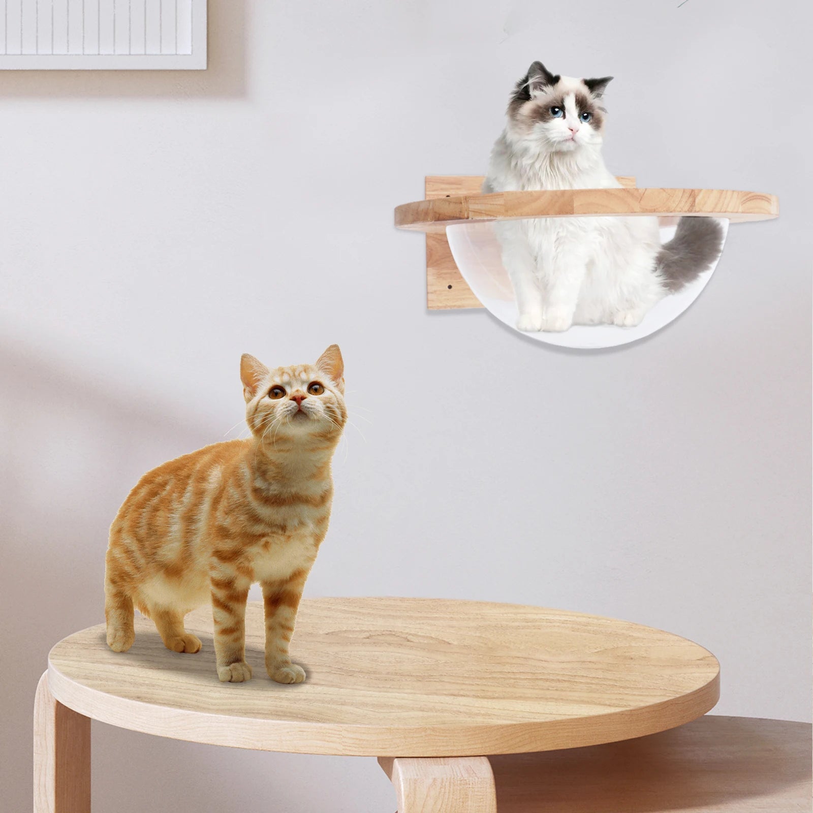 Transparent Capsule Cat Wall Shelves