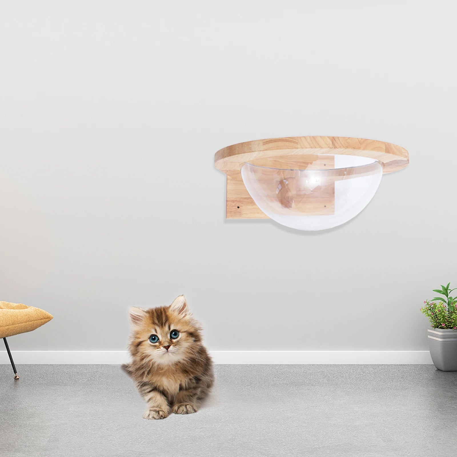 Transparent Capsule Cat Wall Shelves